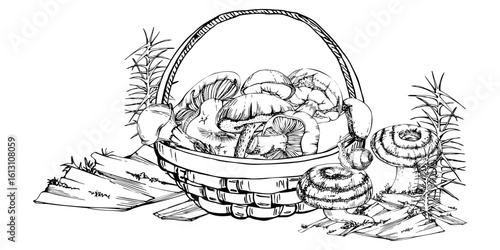 Basket full of picked mushrooms, horsetail plant on bark with moss lichen growth, autumn forest harvest of bolete russula webcap milk-cap fungi. Autumn forest illustration hand drawn in vector ink.
