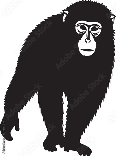 Japanese Macaque monkey in silhouette image white background pure.