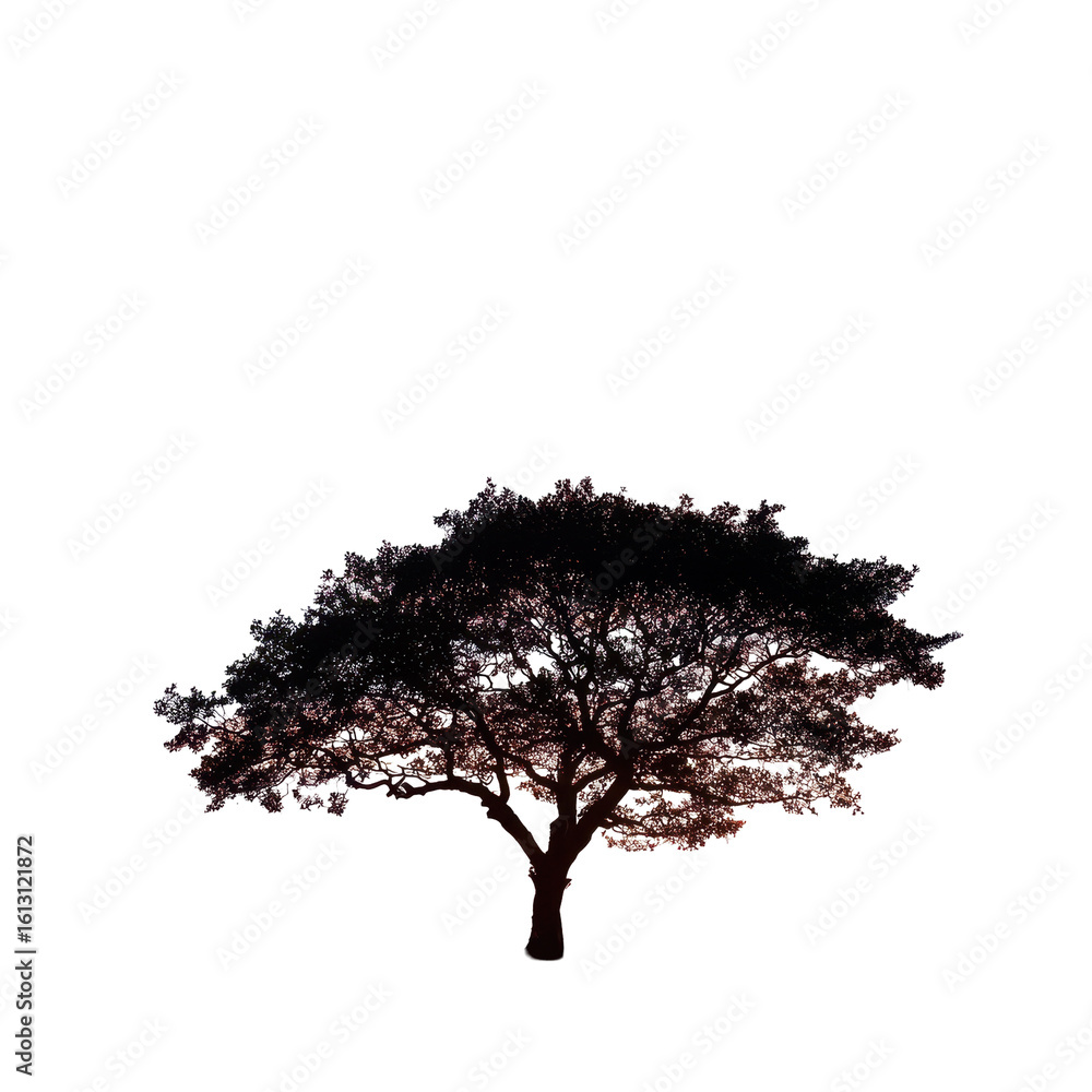 Fototapeta premium A tree silhouetted against a vibrant sunset isoleted on transparent background .