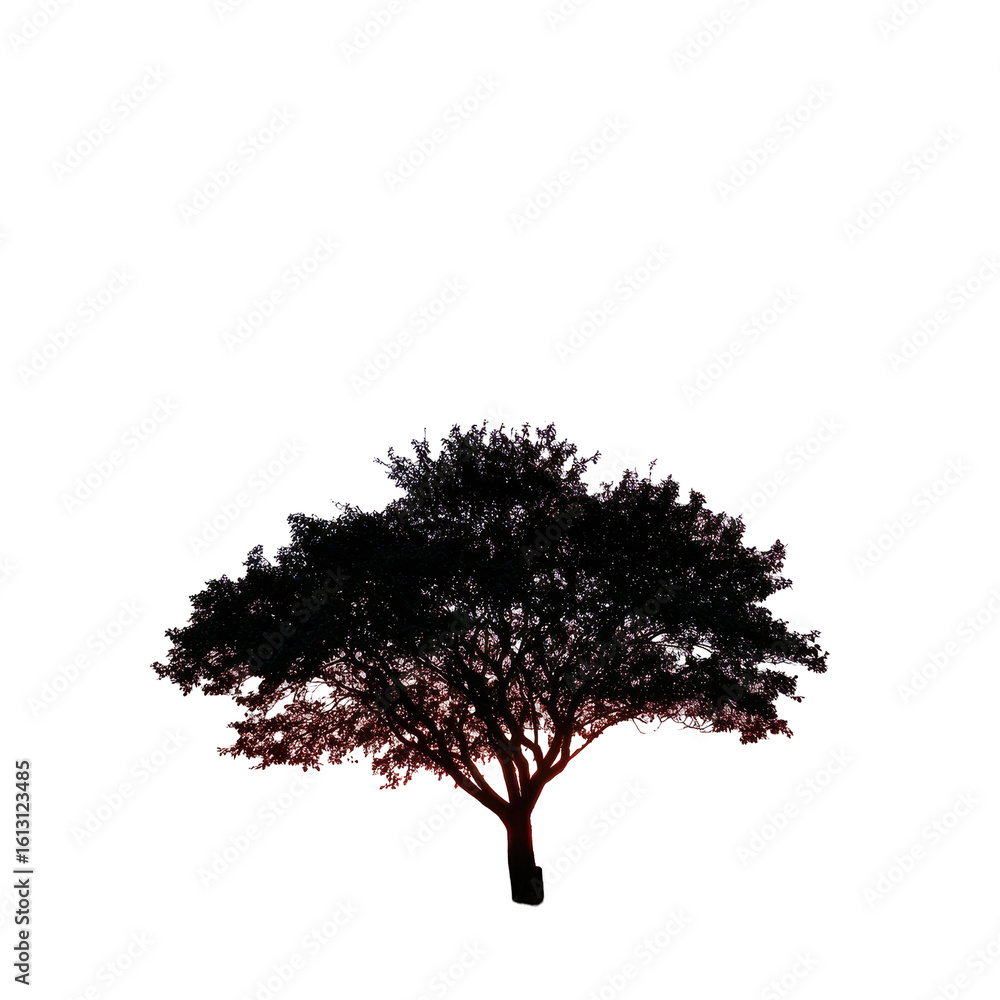 Fototapeta premium A tree silhouetted against a vibrant sunset isoleted on transparent background .