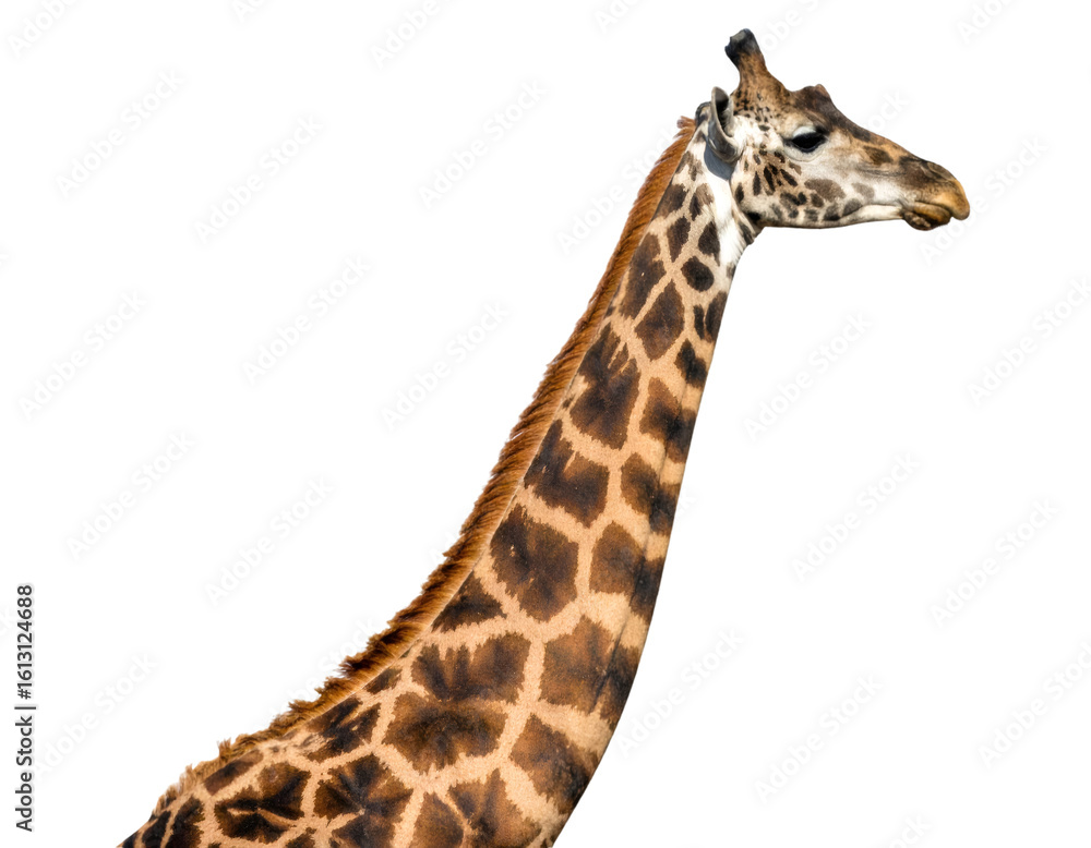 Naklejka premium Giraffe head and neck viewed up close, isolated on transparent background, offering clean design possibilities