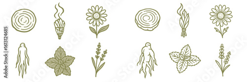 Various botanical illustrations featuring herbs, flowers, and plant elements in a minimalistic style