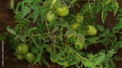 Tomatoes in the ripening stage. Green tomatoes. Growing tomatoes. Cultivation of Tomatoes.	
