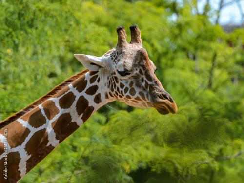 Photography portrait of a giraffe