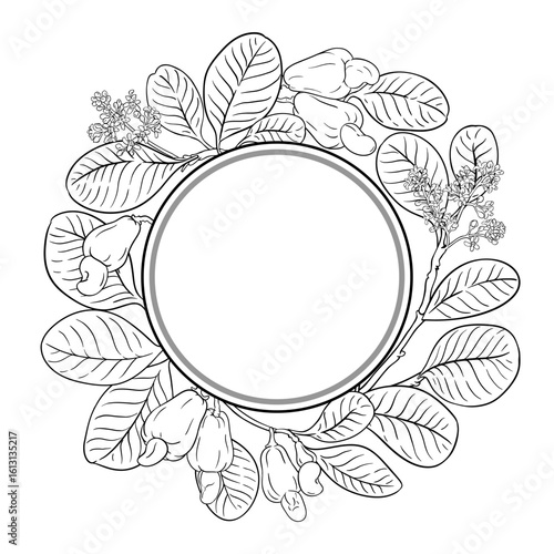 Cashew Branch with Flowers, Nuts and Leaves Outline Round Frame. Organic natural nutritional healthy food ingredient, vegetarian diet product. Vector isolated for design or decoration.