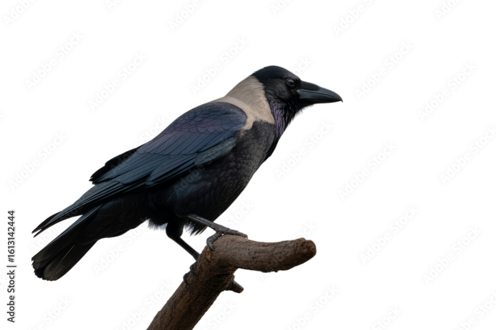Obraz premium Black bird with grey neck perched on branch crow