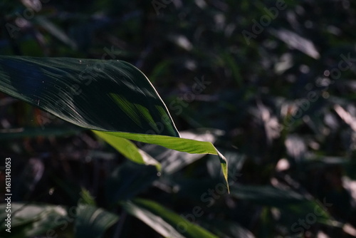 日があたった笹の葉