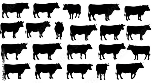 cow silhouette Vector set, cattle silhouettes, diverse breed of cows. Ideal for farm, ranch branding. Perfect for logos, decals. Black, white background. Bulls, cows, standing, walking, running