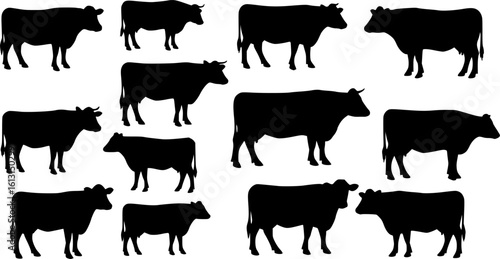 cow silhouette Vector set, cattle silhouettes, diverse breed of cows. Ideal for farm, ranch branding. Perfect for logos, decals. Black, white background. Bulls, cows, standing, walking, running