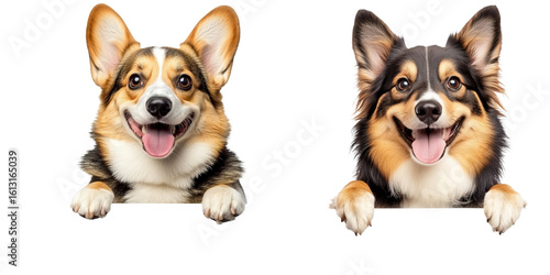 Two happy Pembroke Welsh Corgis peeking with tongues out and ears perked, showing joyful expressions.