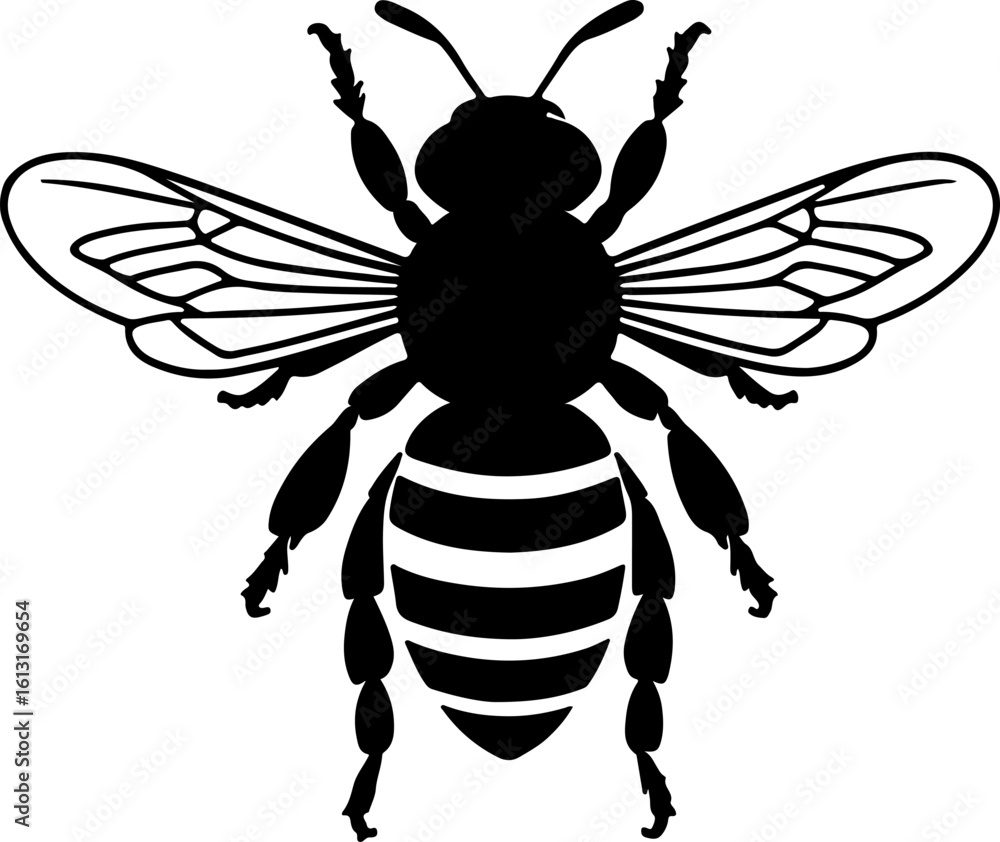 Obraz premium A detailed black and white illustration of a striped bee from above, with bold stripes on its abdomen and intricate wings, perfect for insect and nature themes.