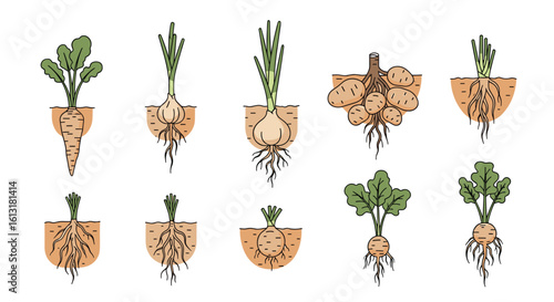 Collection of Root Vegetable Types Showing Growth and Structure Underground