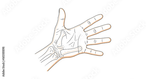 Detailed Diagram Illustrating The Major Lines And Markings On The Human Palm