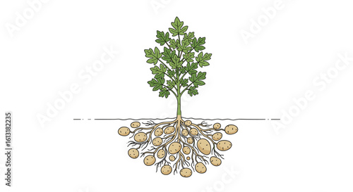 Understanding the Anatomy of a Plant Its Root System and Above Ground Growth