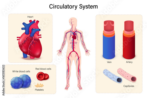 Human circulatory system. Heart, Blood and Blood vessels.