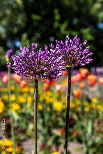 purple flowers in the garden