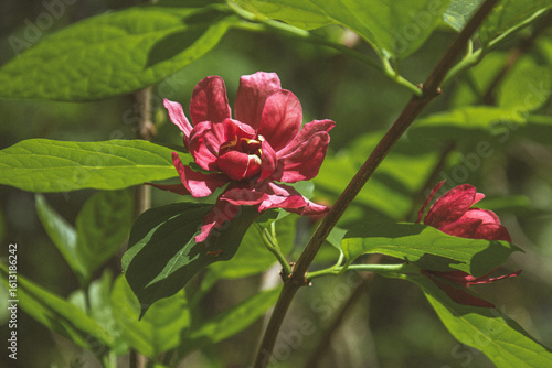 red flower