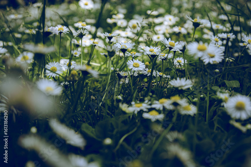 daisies in the grass