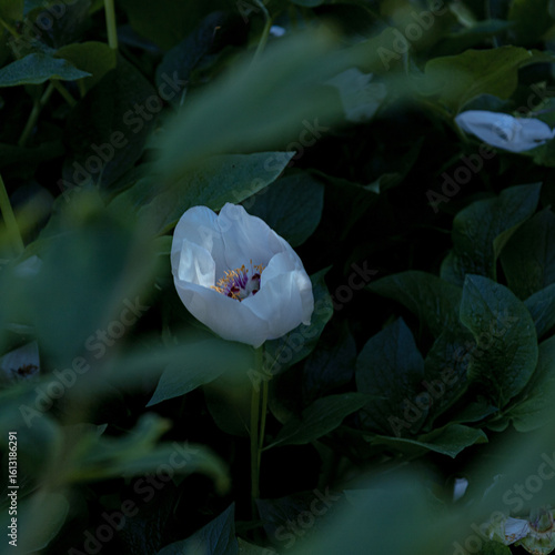 flower in the garden