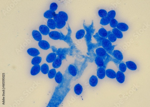soil microorganisms under a microscope including amoeba, flagellates, nematodes, fungi, bacteria