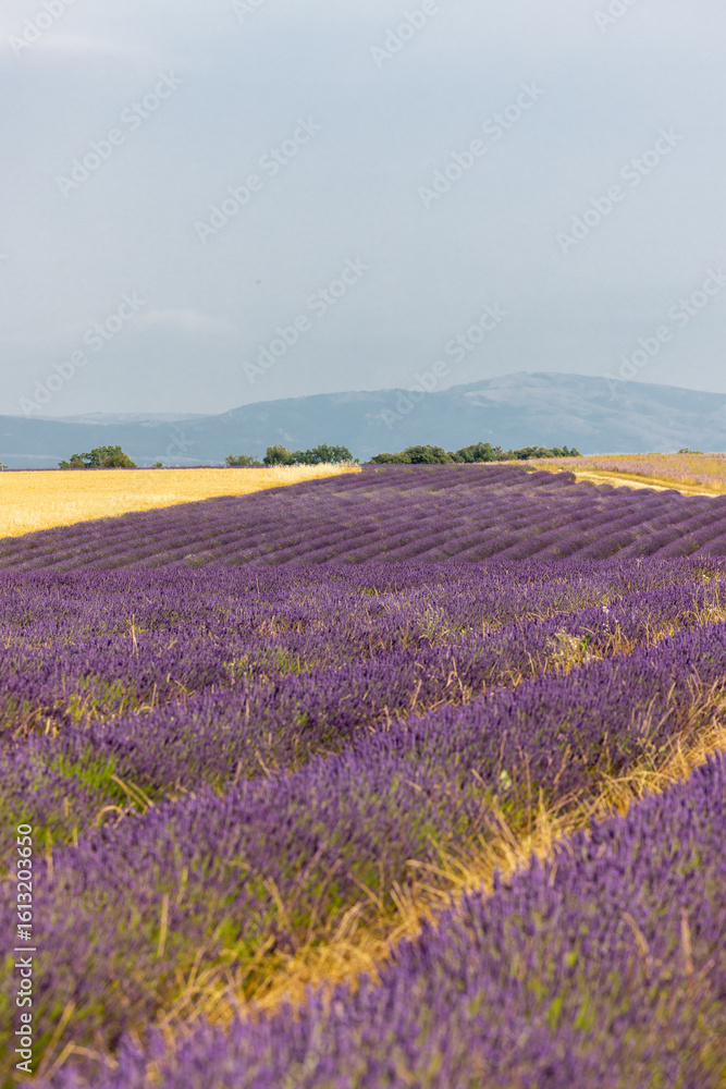 Naklejka premium Fields of cereals and blooming lavender and sage on the Plateau of Valensole. Provence, France.