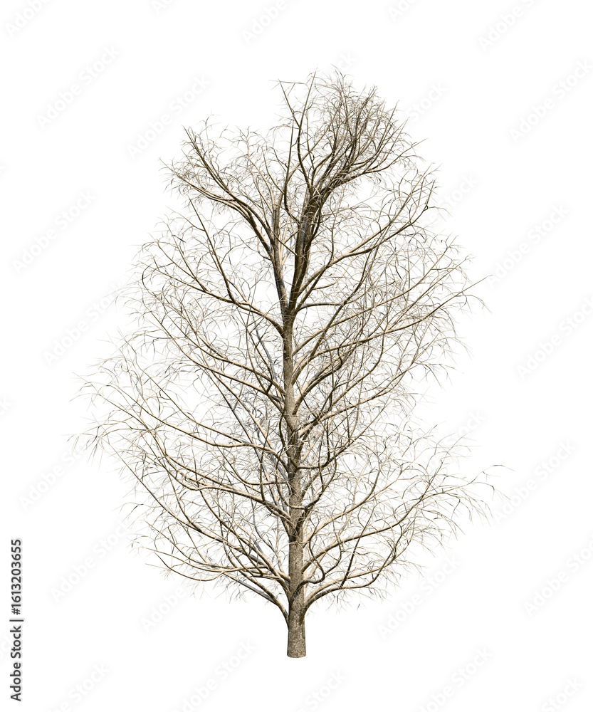 Obraz premium Asculus hippocastanum or the horse chestnut is a robust tree up to 25 meters high. Isolated tree in transparent background. Autumn version.