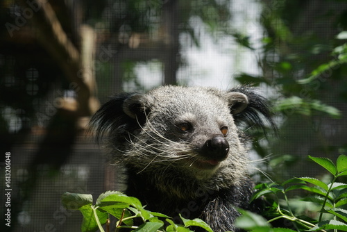Wall Mural Binturong