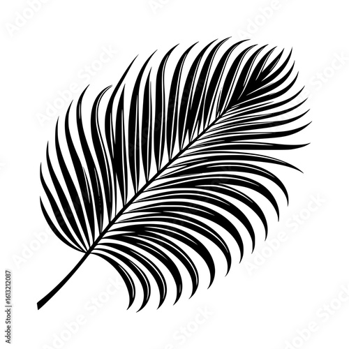 Elegant black and white palm frond silhouette on white background