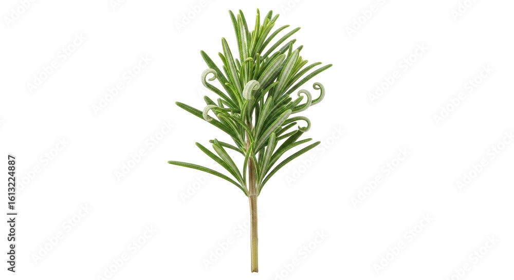 Fototapeta premium Isolated Rosemary Herb Sprig