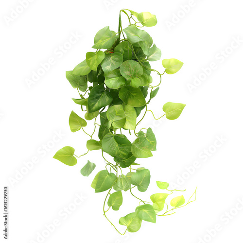Trailing Pothos Vines with Heart-Shaped Leaves
