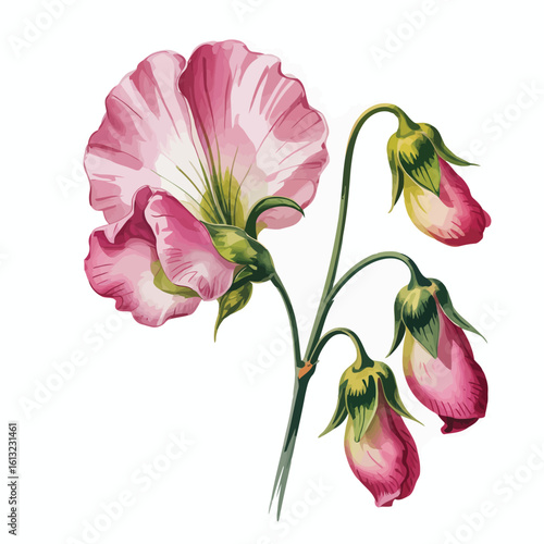 Delicate pink sweet pea flower with buds green nature