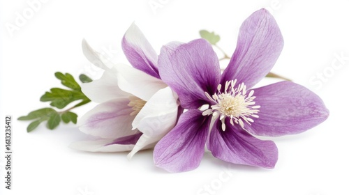 Two delicate flowers, purple and white, on white background