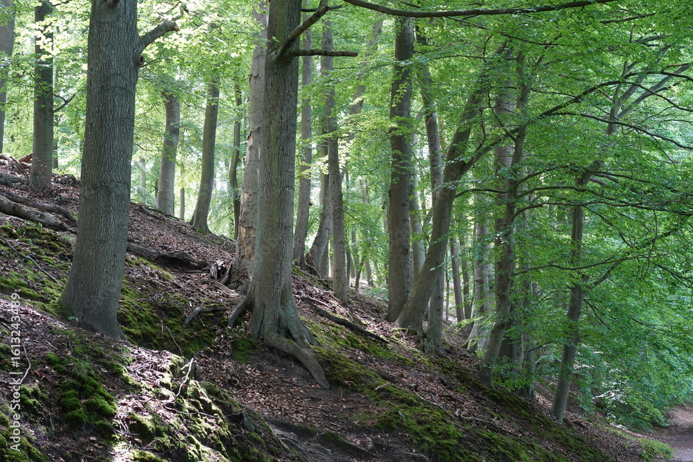 Obraz premium Waldlandschaft im Naturpark Barnim im Sommer