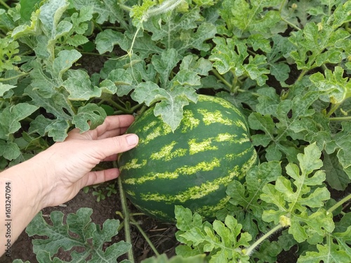 a watermelon in the garden grown by me for the first time