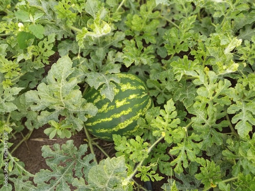 a watermelon in the garden grown by me for the first time