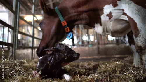 Mother cow gently cleaning newborn calf in barn