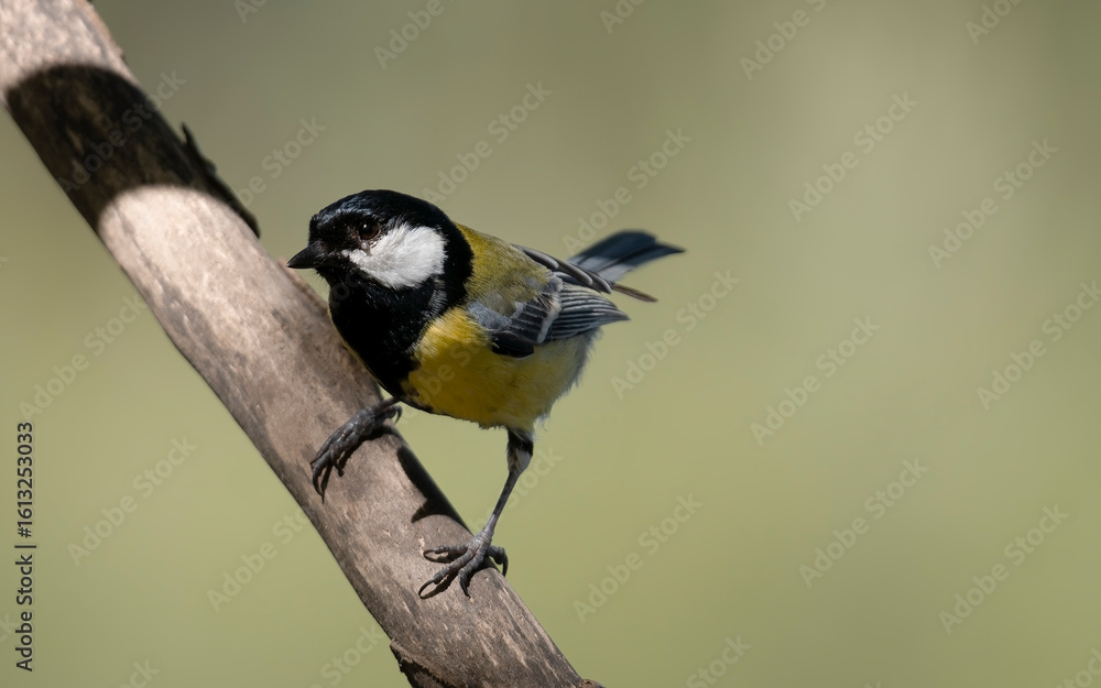 Obraz premium Kohlmeise