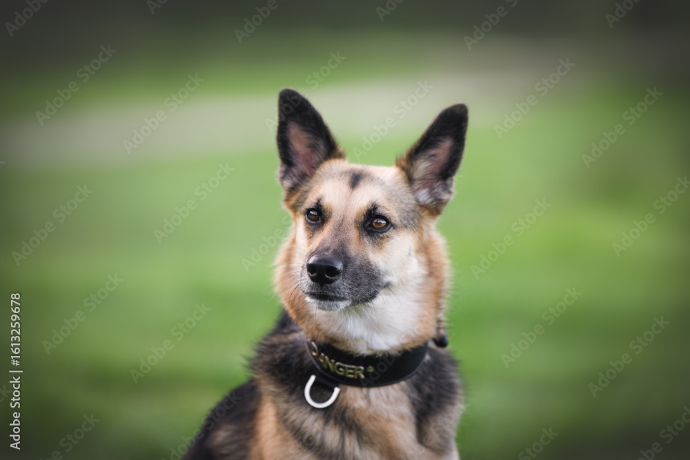 A beautiful large black-and-tan dog is playing and running against a backdrop of vibrant green grass A beautiful large black-and-tan dog is playing and running against a backdrop of vibrant green grass