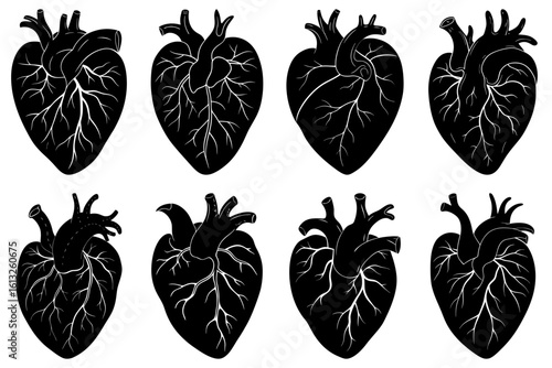 Eight anatomical hearts in black and white showcasing detailed veins and arteries for medical illustration