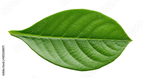 Lush Green Leaf Nature Plant Botany Ecology Foliage Greenery Organic Spring Summer Texture Detail