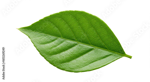 Lush Green Leaf Nature Botany Plant Foliage Ecology Spring Summer Growth Organic Fresh Vibrant Leaf