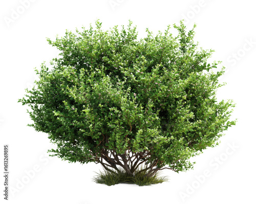 Vibrant green bush growth natural botanical view lush environment isolated on transparent background, png