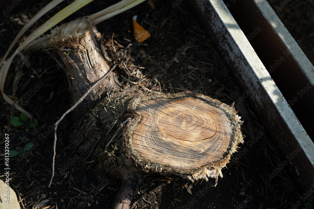 Fototapeta premium baum stamm tod