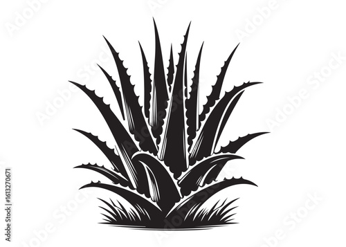 aloe vera plant logo silhouette vector, aloe vera tree logo silhouette vector design, black aloe vera plant silhouettes succulent botanical, aloe vera leaves logo vector silhouette on white background