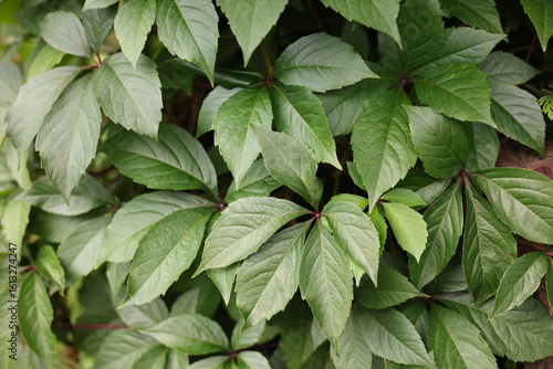 green leaves in the garden