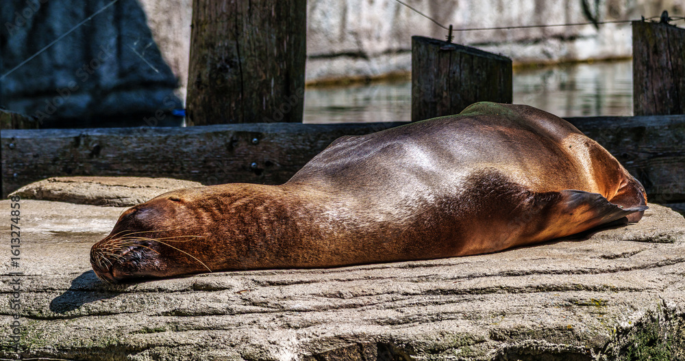Fototapeta premium The South American sea lion, Otaria flavescens in the zoo
