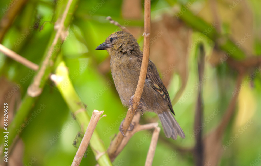 Foudi des Seychelles,
Foudia sechellarum, Seychelles Fody, Ile Aride, Seychelles Foudi des Seychelles,
Foudia sechellarum, Seychelles Fody, Ile Aride, Seychelles