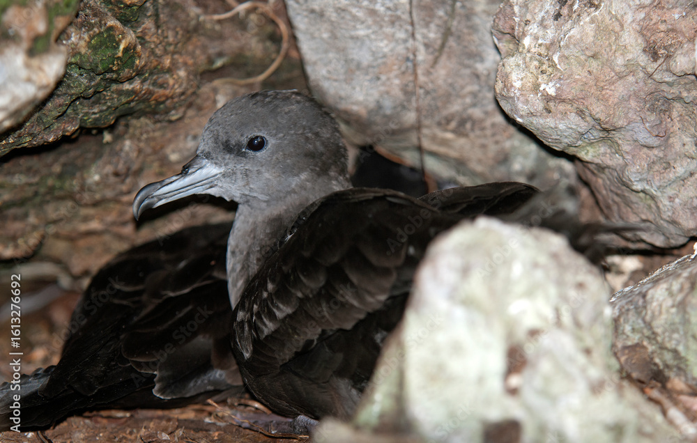 Naklejka premium puffin du pacifique, Puffin fouquet, Ardenna pacifica, Wedge tailed Shearwater, adulte au nid, terrier, puffinus pacificus, Ile Cousin, Seychelles