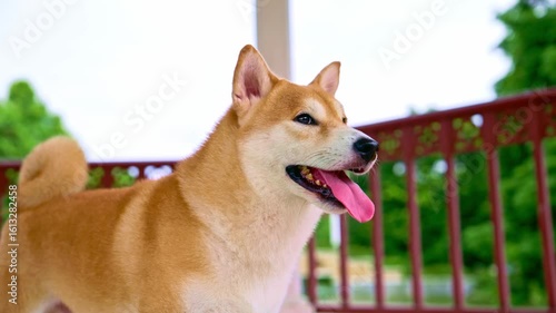 Shiba dog look at sky with smile face