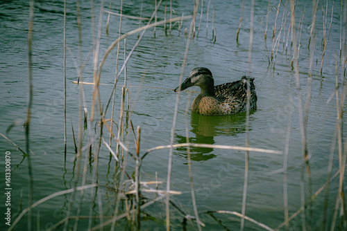 duck on the lake